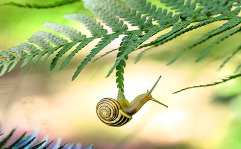 小班优秀美术教案《小蜗牛》(精选11篇)