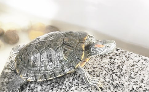 小班科学教案《自然角里的小乌龟》(精选12篇)