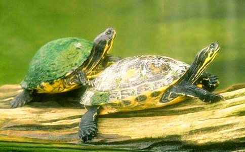 写小乌龟的作文(精选26篇)