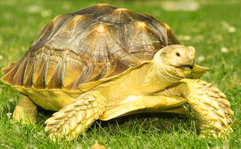 小乌龟作文精选35篇