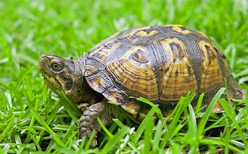 小班科学活动认识乌龟教案(通用15篇)