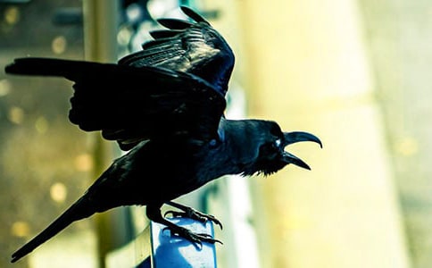 画图学课文:《乌鸦喝水》