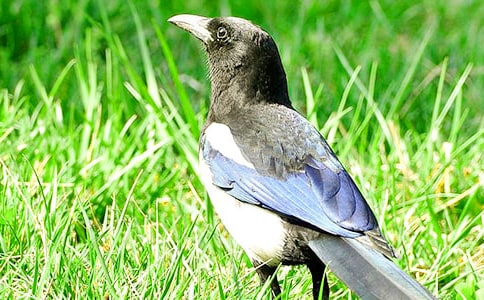 《树和喜鹊》教学反思(精选15篇)