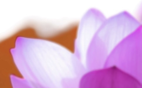 关于夏至节气的句子