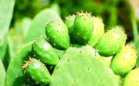 仙人掌作文(精选31篇)