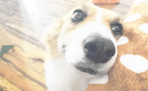 观察日记动物小狗80字(精选20篇)