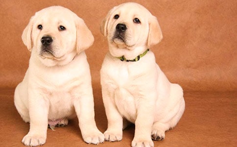 我家的小狗作文(精选25篇)