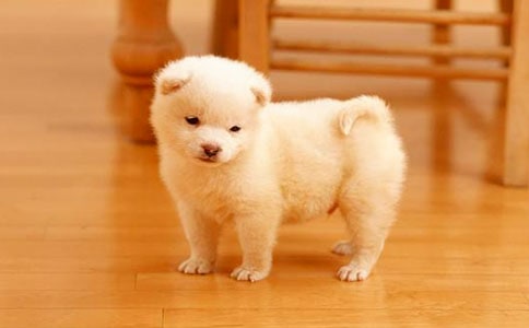 小狗每日喂几次好