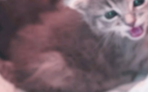 小猫四年级作文(精选86篇)