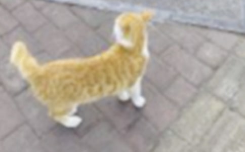 小猫四年级作文(精选45篇)