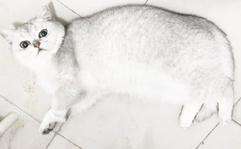 贪玩的小猫作文(精选30篇)