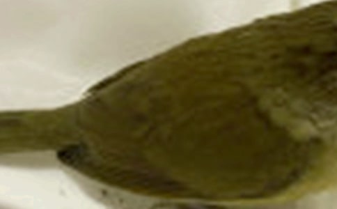 给小鸟的一封信(精选20篇)