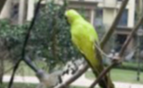 有关一只小鸟的读后感范文(精选21篇)