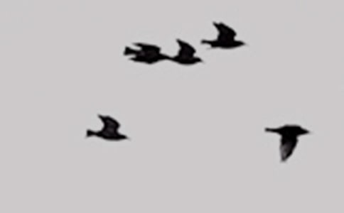 救小鸟优秀作文(精选25篇)