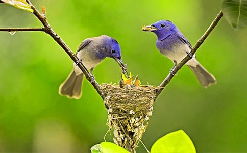 中班主题优秀教案《大树和小鸟》及教学反思(通用10篇)