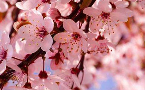 精选形容樱花的句子21句
