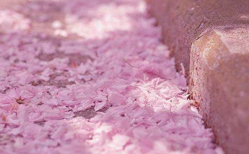 樱花作文600字初中(通用23篇)