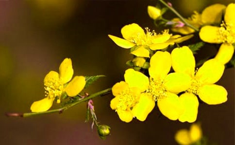 迎春花作文(精选54篇)