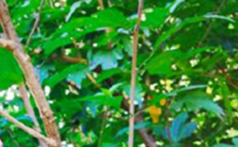 【推荐】早安共勉句子QQ32句