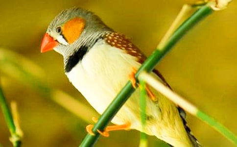 《珍珠鸟》教案设计(精选6篇)