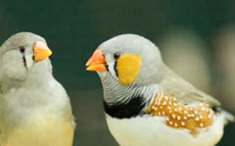 《珍珠鸟》的教案设计(20篇)