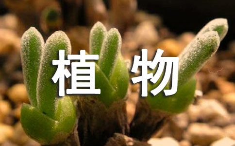描写植物的小学三年级作文(精选8篇)