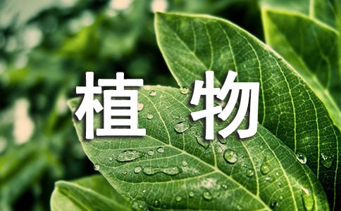 人教部编版科学一年级上册观察一棵植物教案