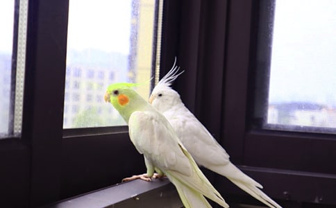 鹦鹉作文(精选37篇)