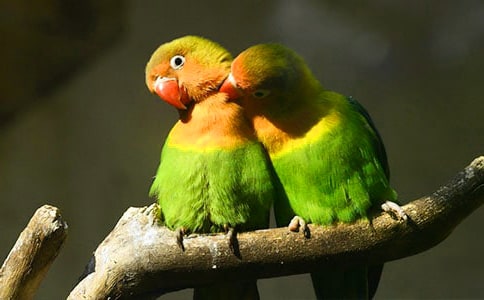 小鹦鹉的作文(通用54篇)