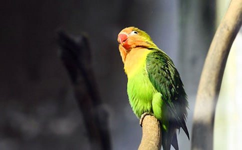 精选鹦鹉优秀作文4篇