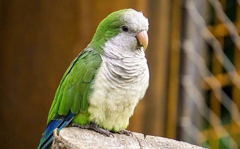 鹦鹉优秀作文(通用27篇)