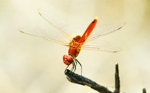 《蜻蜓眼》读后感(通用44篇)