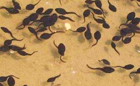 捉小蝌蚪作文范文(通用23篇)