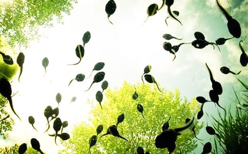 小蝌蚪找妈妈作文(精选25篇)