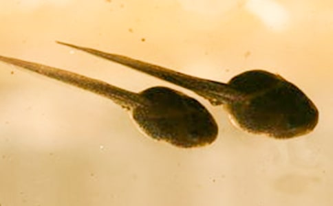 看蝌蚪小学生作文(精选53篇)