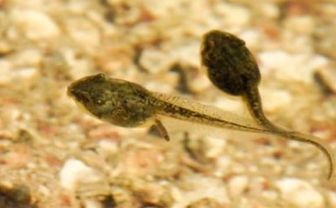 放蝌蚪的作文200字