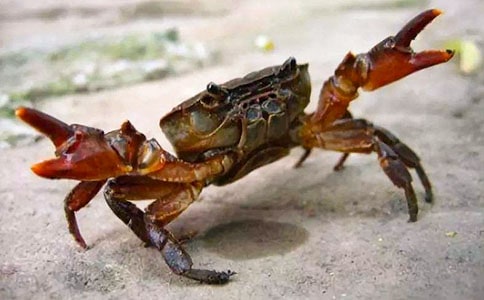 《螃蟹》小班美术教案