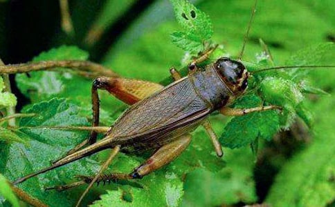 蟋蟀的自述作文350字(通用15篇)